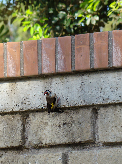 Avifauna humor